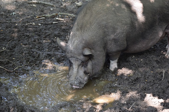 组织能力 组织能力